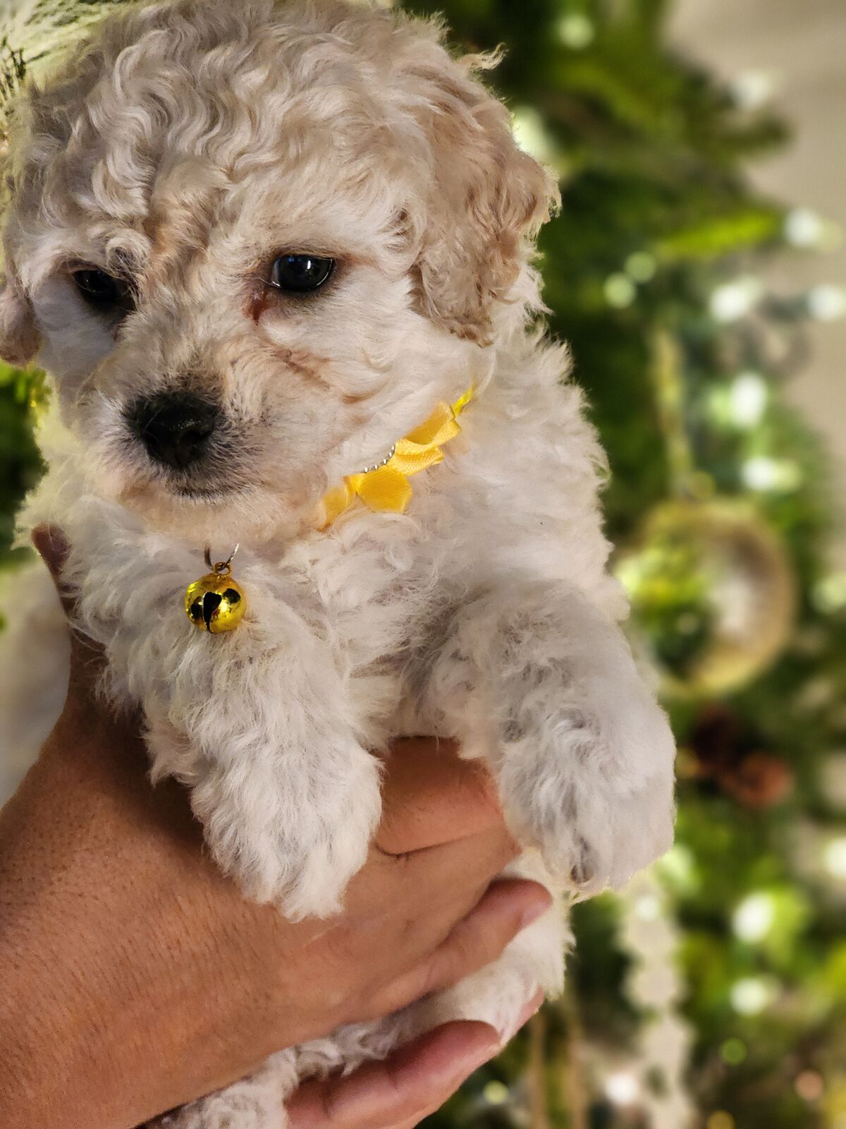 1799.00  BEST PRICE FOR A Valentine's MINI CAVAPOO PUPPY. READY NOW
