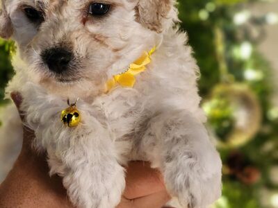 1799.00 BEST PRICE FOR A Valentine's MINI CAVAPOO PUPPY. READY NOW