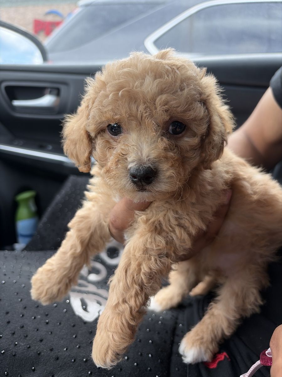 Mini Poodle