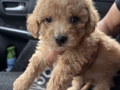Mini Poodle