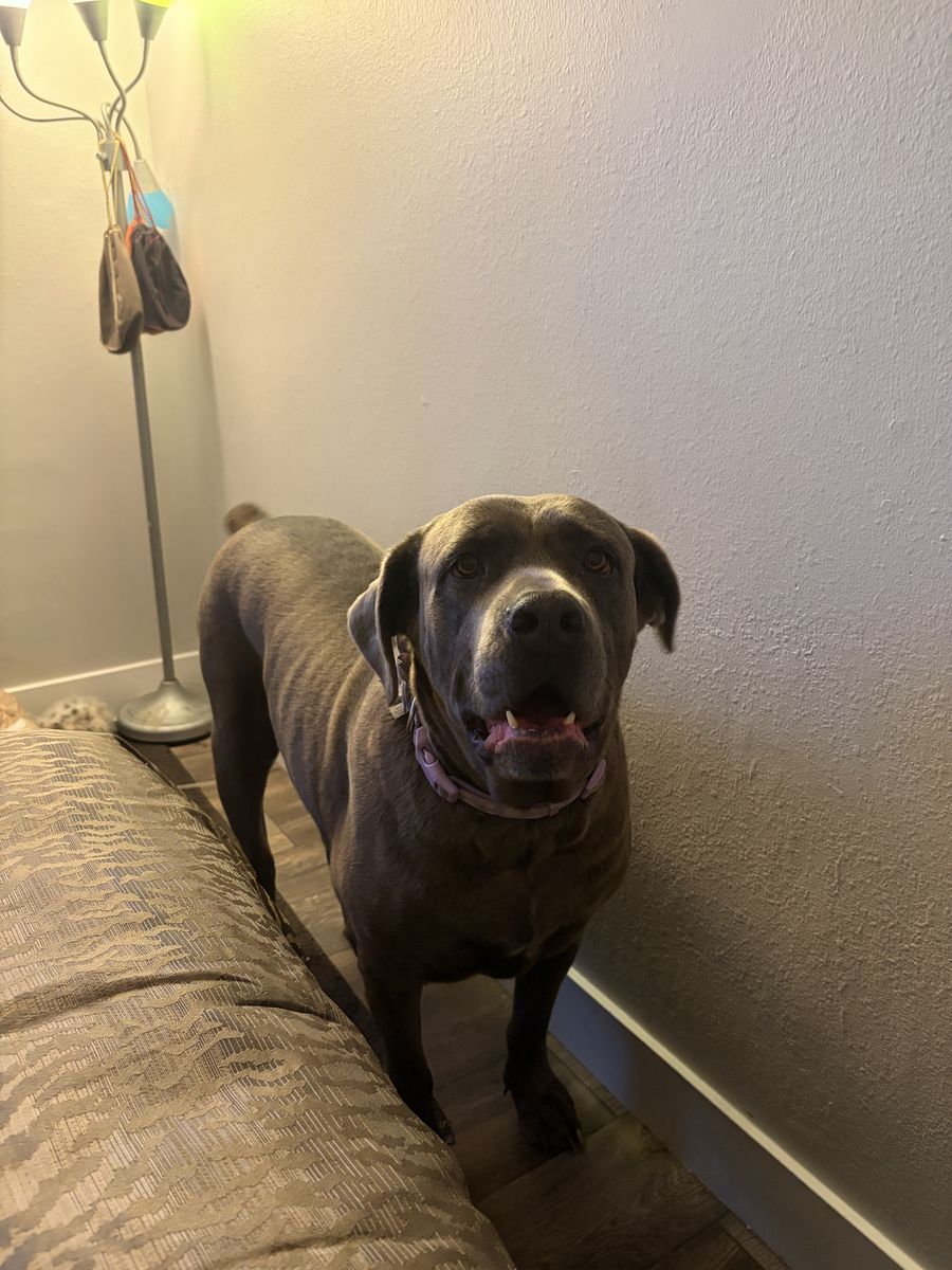 Cane corso