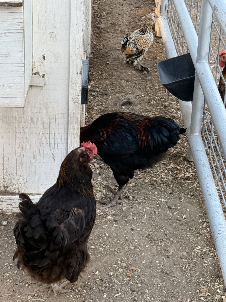 Olive Egger Roosters