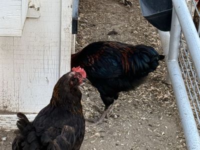 Olive Egger Roosters