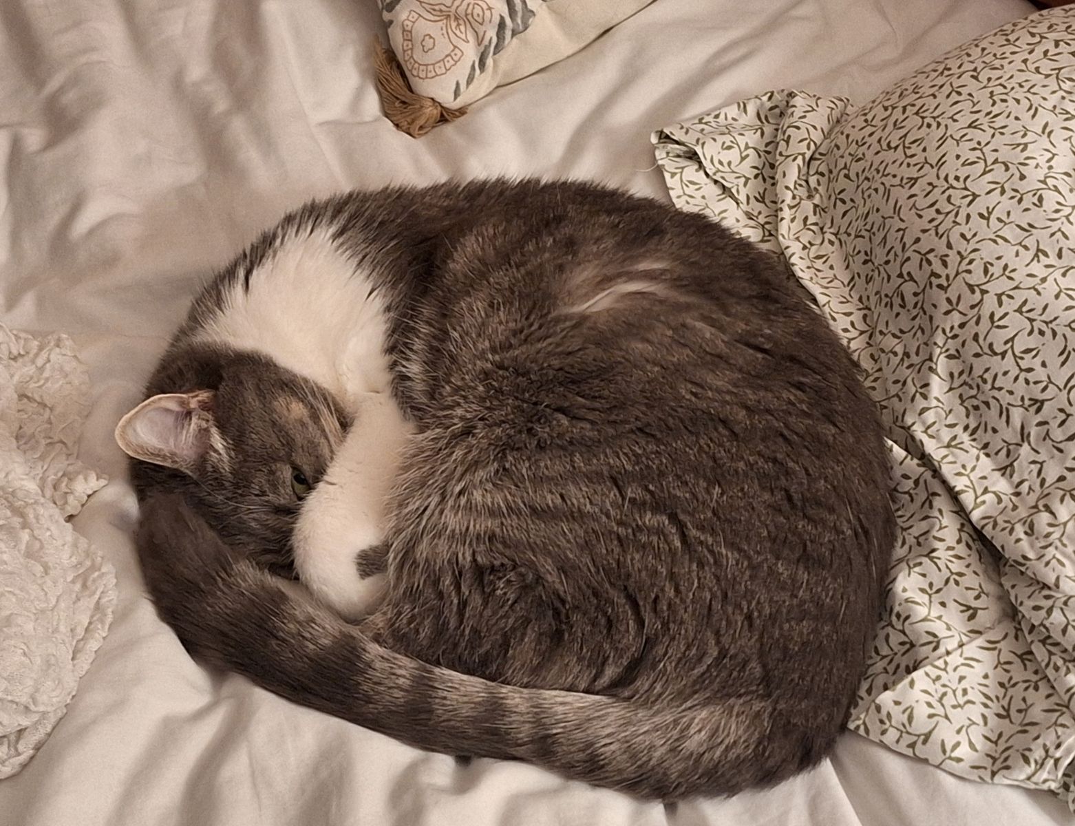 Sweetest Cat Companion Ever - Need to Find the Perfect Home