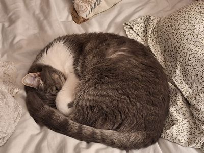 Sweetest Cat Companion Ever - Need to Find the Perfect Home