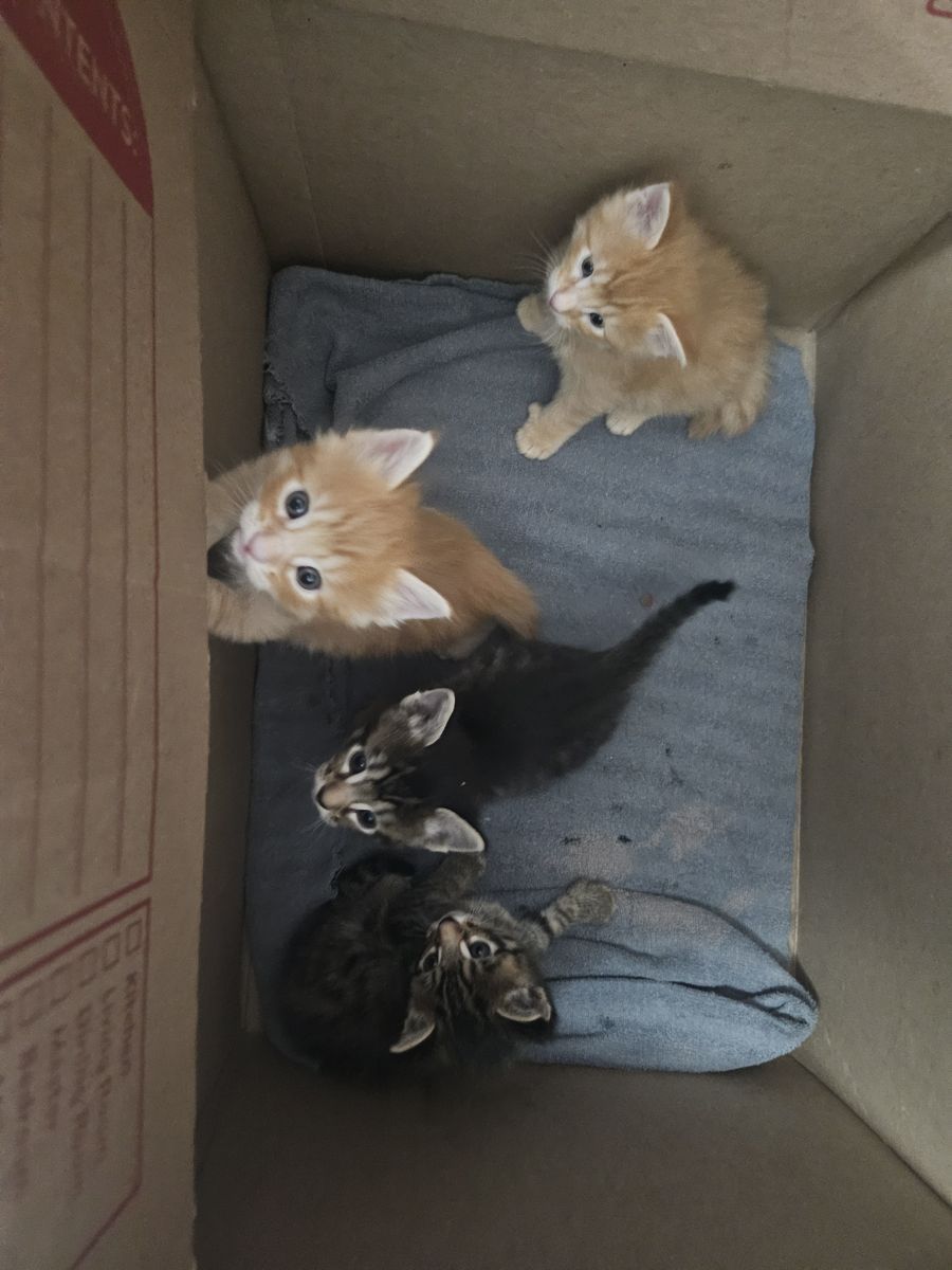 Pixie Bob mix kittens ready for adoption $120