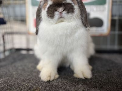 Holland lop doe