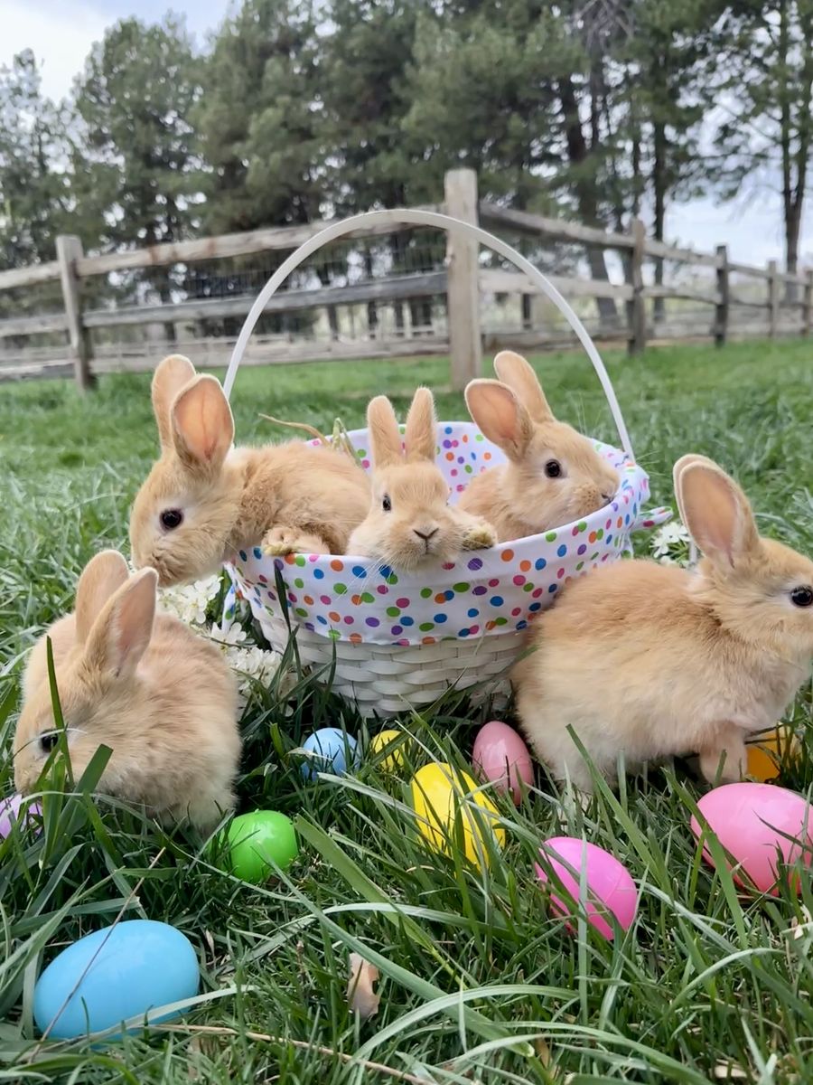 Easter Bunnies!