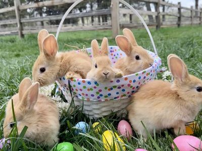 Easter Bunnies!