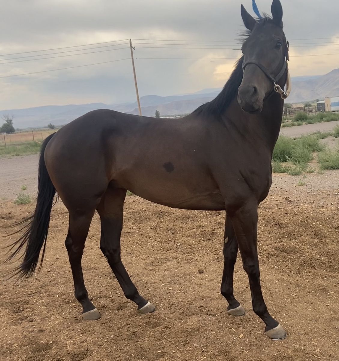 4 Year Old Gelding