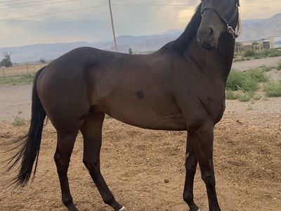 4 Year Old Gelding