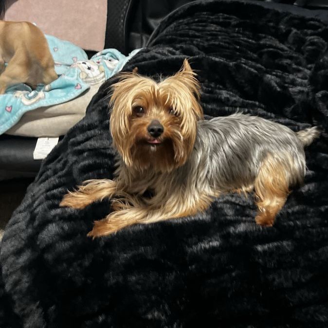 Sweet 4.5 year old Yorkshire terrier rehoming