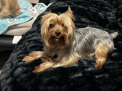 Sweet 4.5 year old Yorkshire terrier rehoming