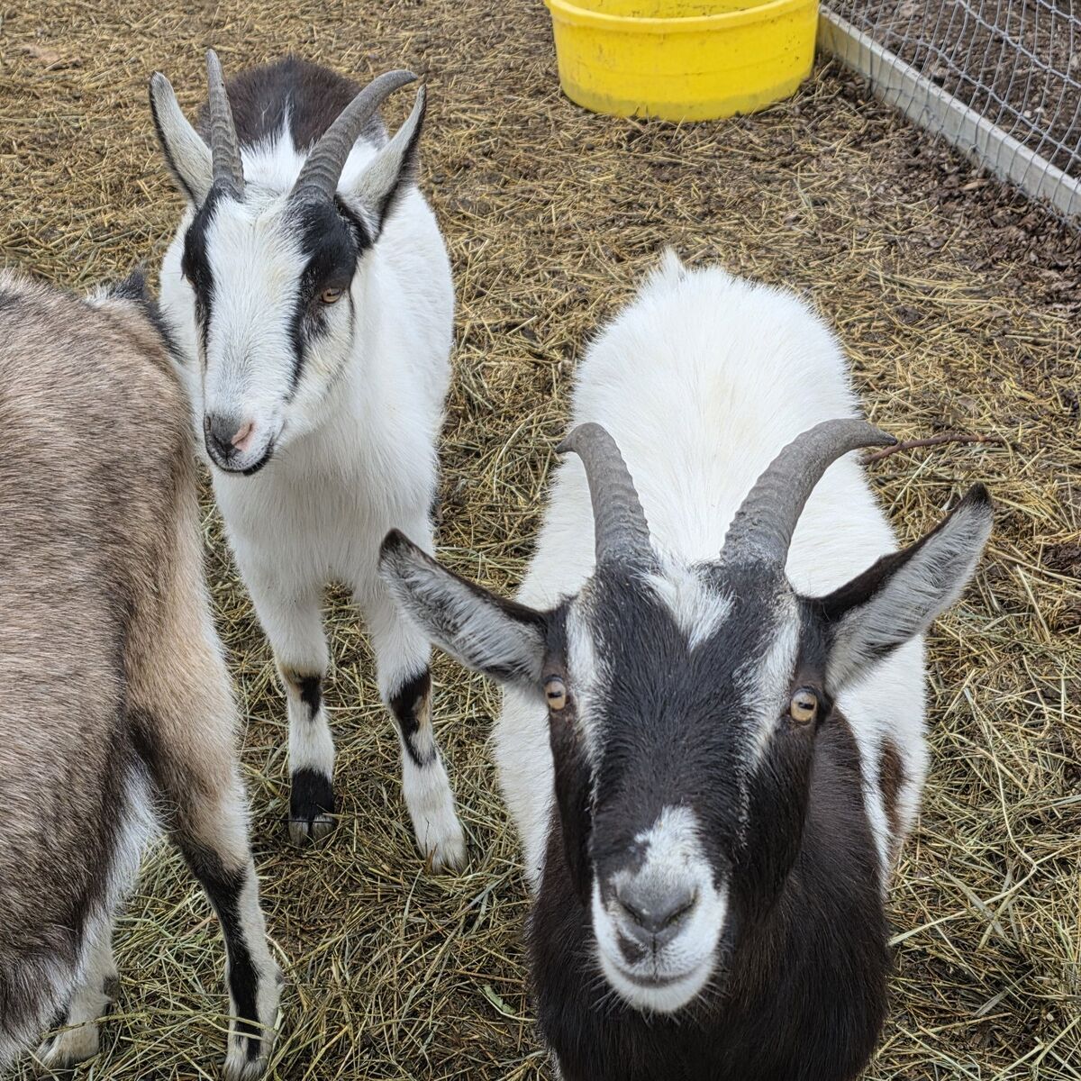 Two alpine wethers (future pack goat) *Pending