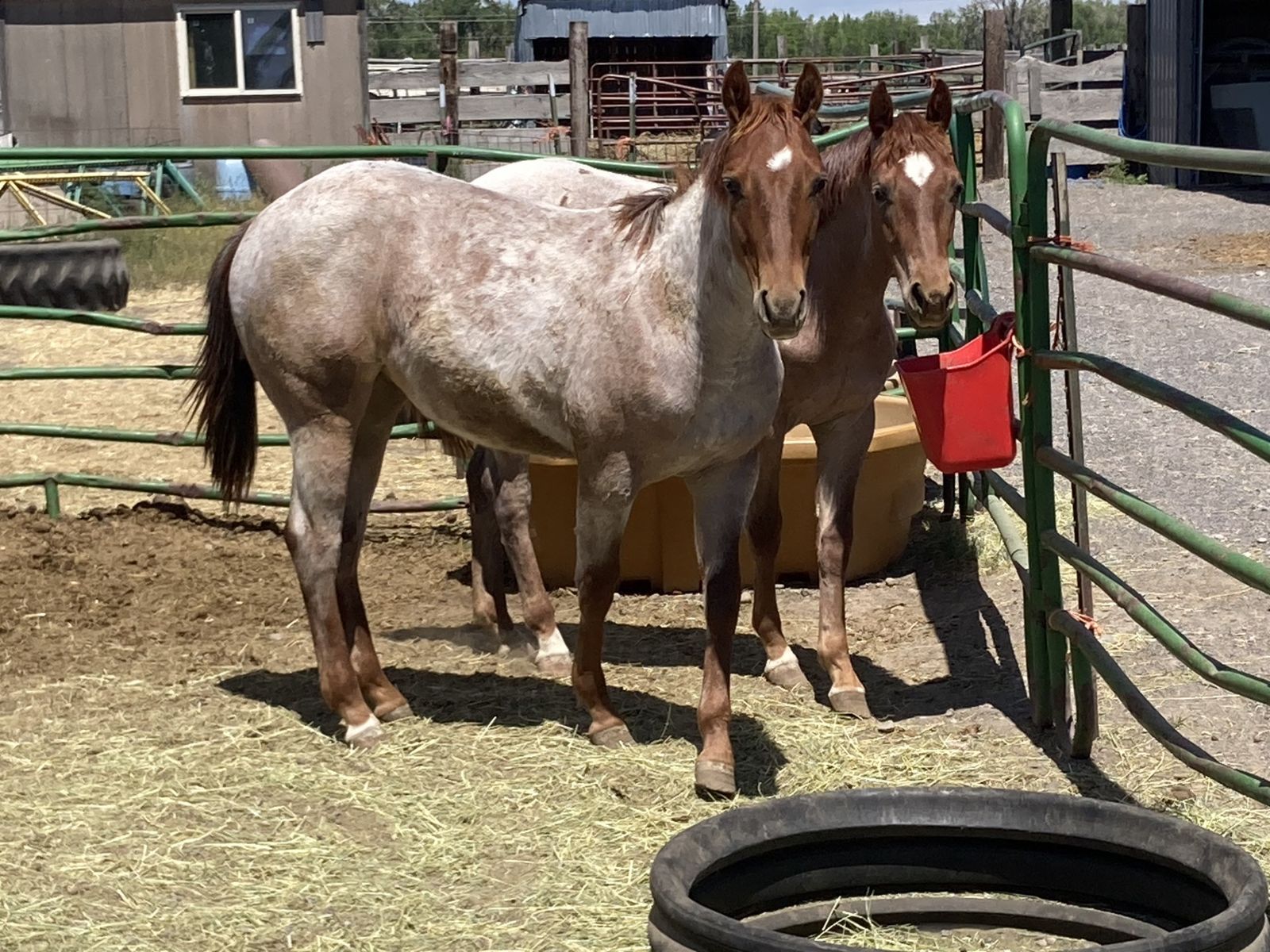 Red Roan Yearling Filly Metallic Cat Breeding