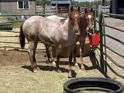 Red Roan Yearling Filly Metallic Cat Breeding
