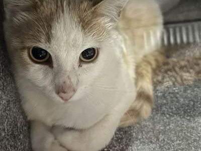 Hello my name is Fiddle