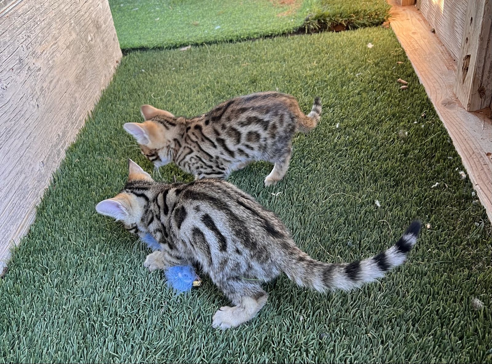 Exotic Purebred Fancy Bengal Kittens For Sale!