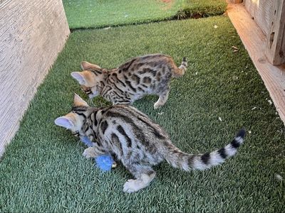 Exotic Purebred Fancy Bengal Kittens For Sale!