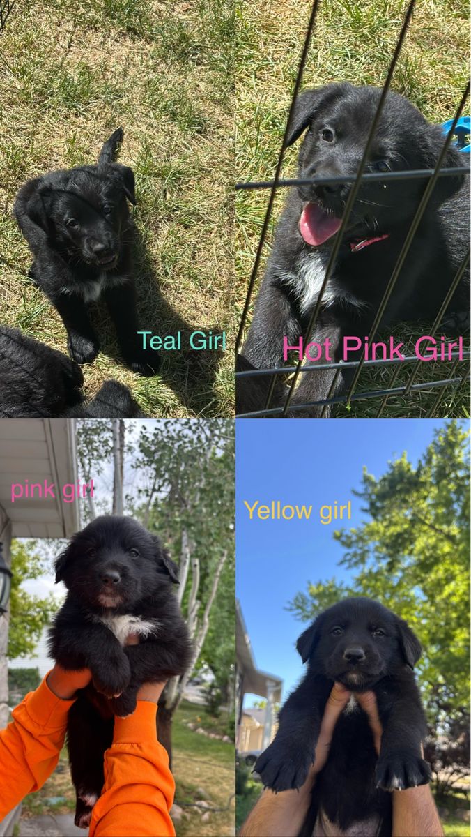 Puppies for sale!
