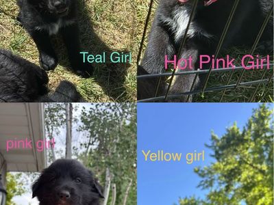 Puppies for sale!