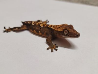 Crested Gecko - Juvenile Unsexed, Harlequin Morph