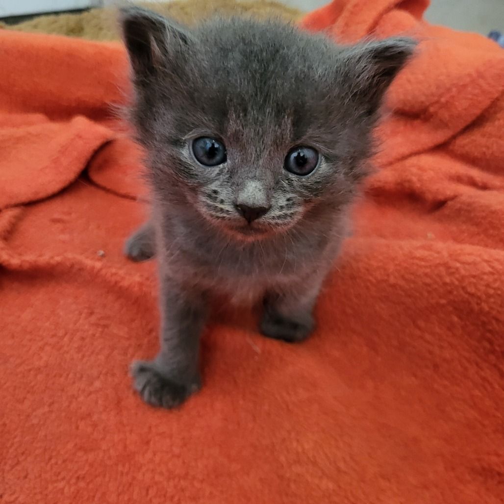 Hello my name is Cadet