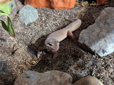 Leopard Gecko