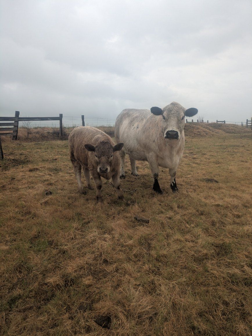 Beef Calves