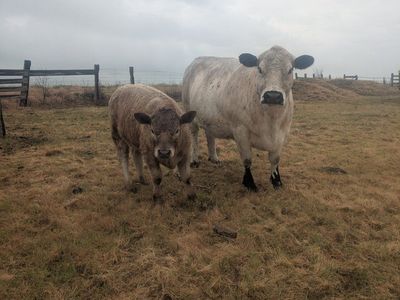 Beef Calves