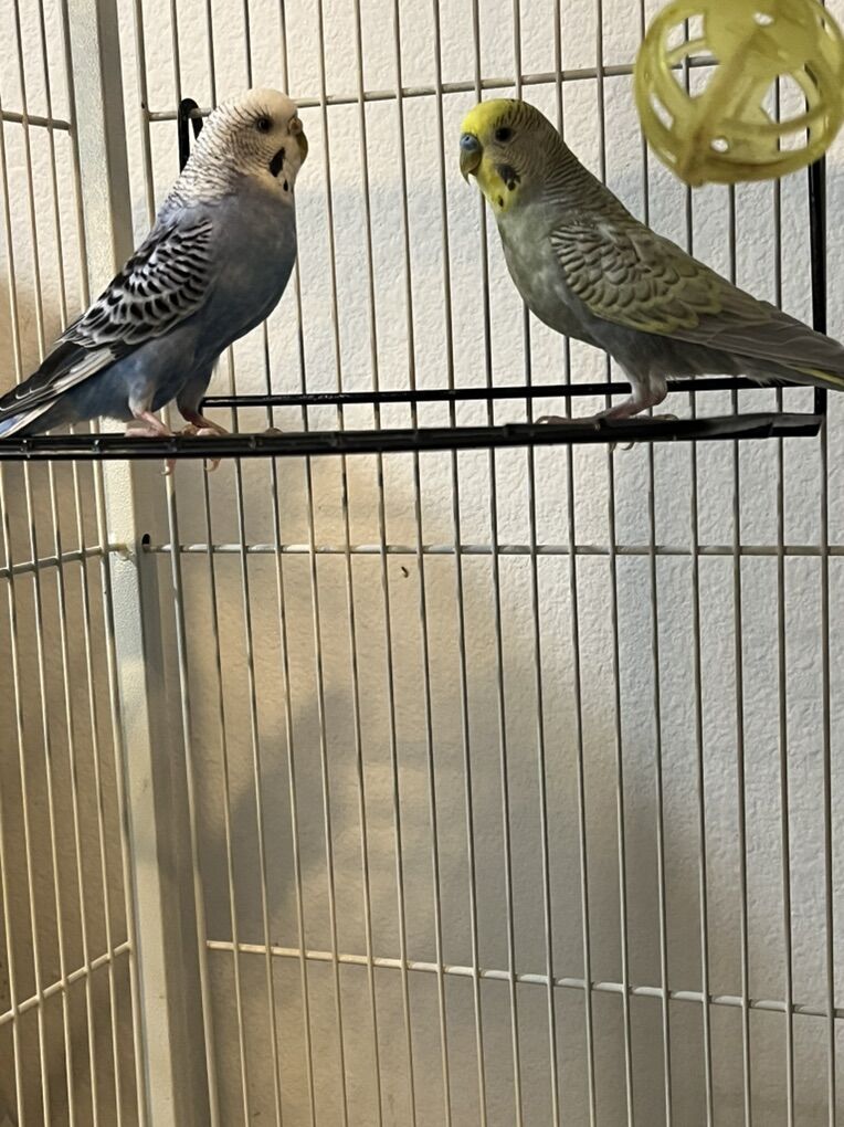 Two Wonderful Budgies With Cage And Fitted Cover