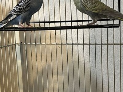 Two Wonderful Budgies With Cage And Fitted Cover