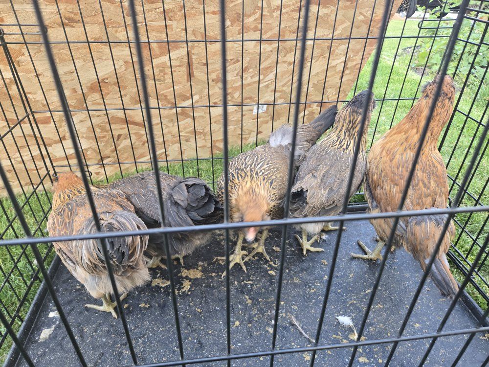 Easter egger 12 weeks pullet chick chicken hen
