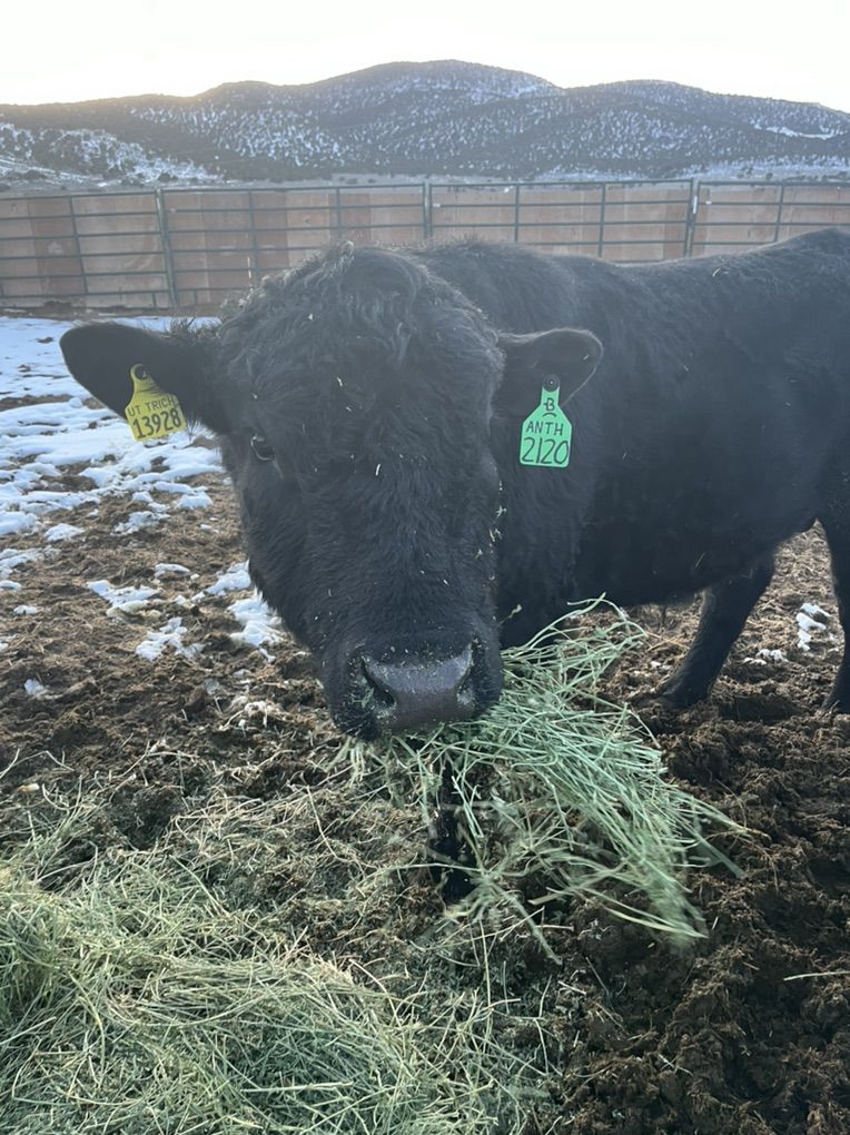 2 Year Old Angus Breeding Bull