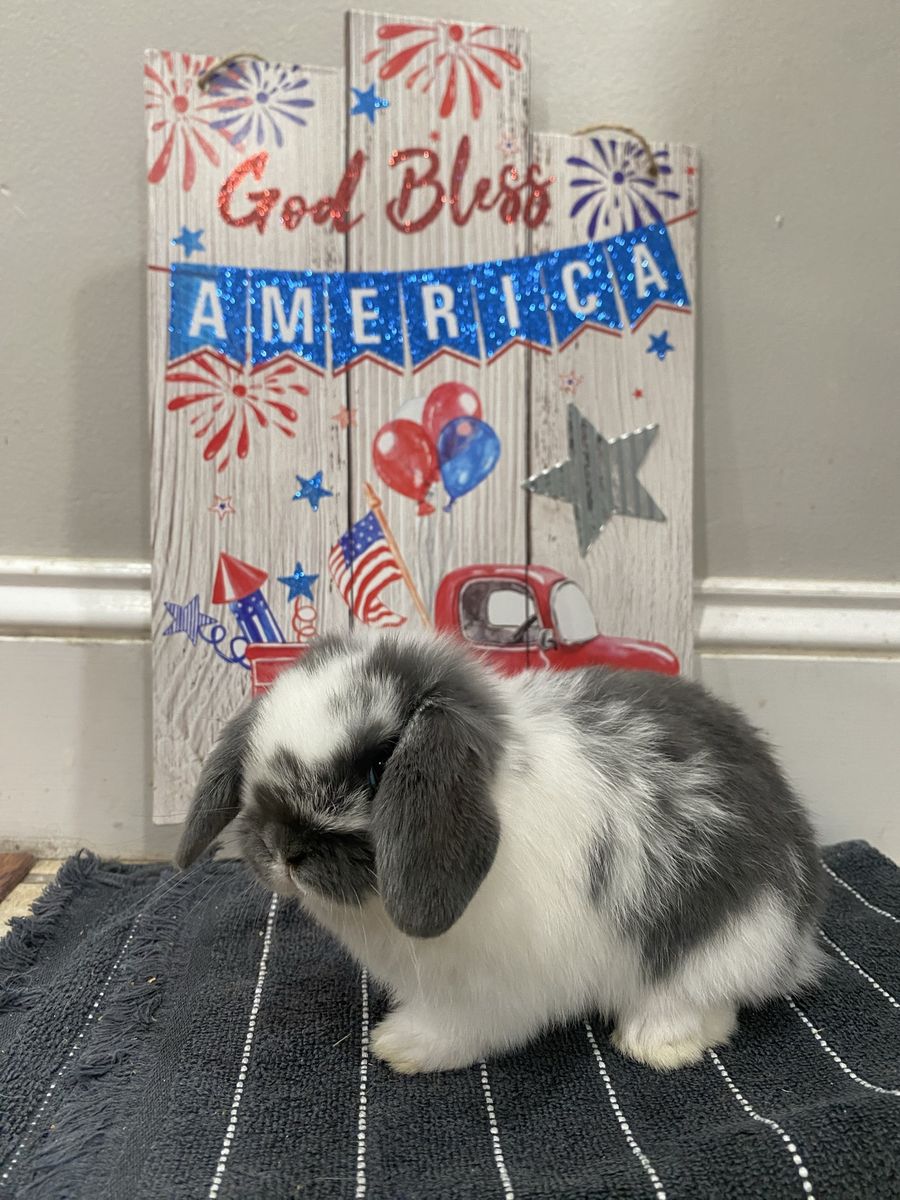 Broken blue holland Lop buck