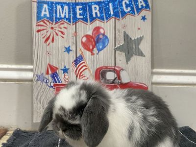 Broken blue holland Lop buck