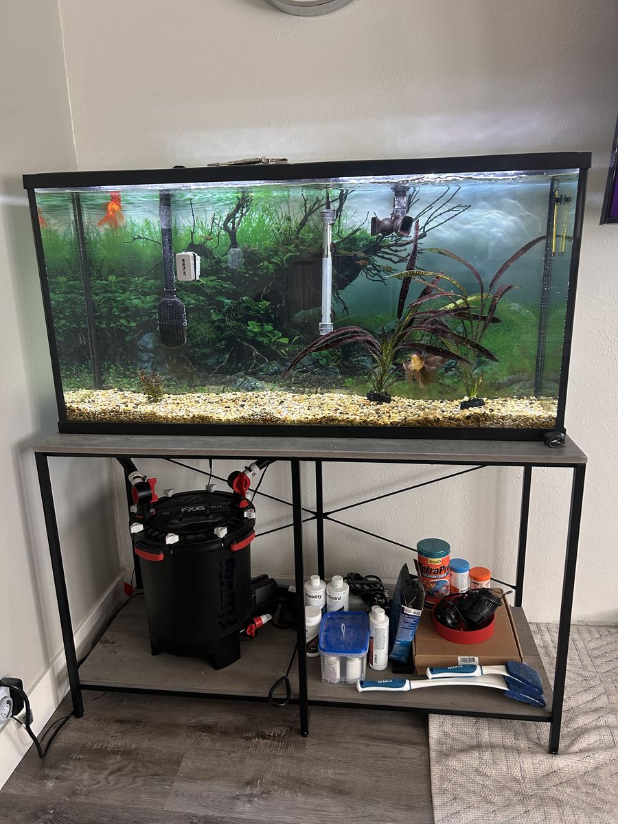 Fishtank/Fish And Everything You Need
