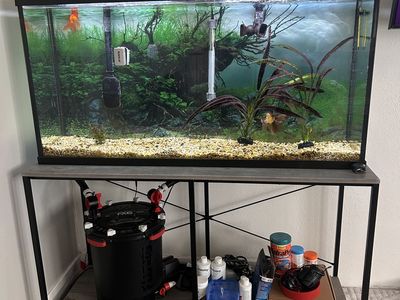 Fishtank/Fish And Everything You Need
