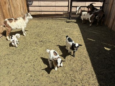 baby Goats