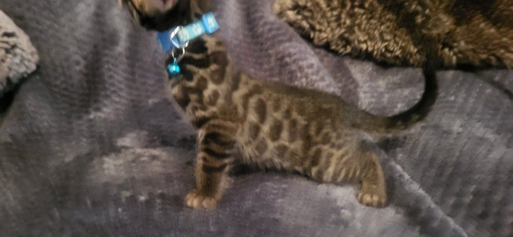 EASTER TICA registered Bengal Kittens