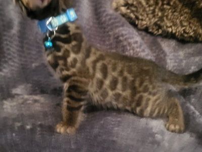 EASTER TICA registered Bengal Kittens