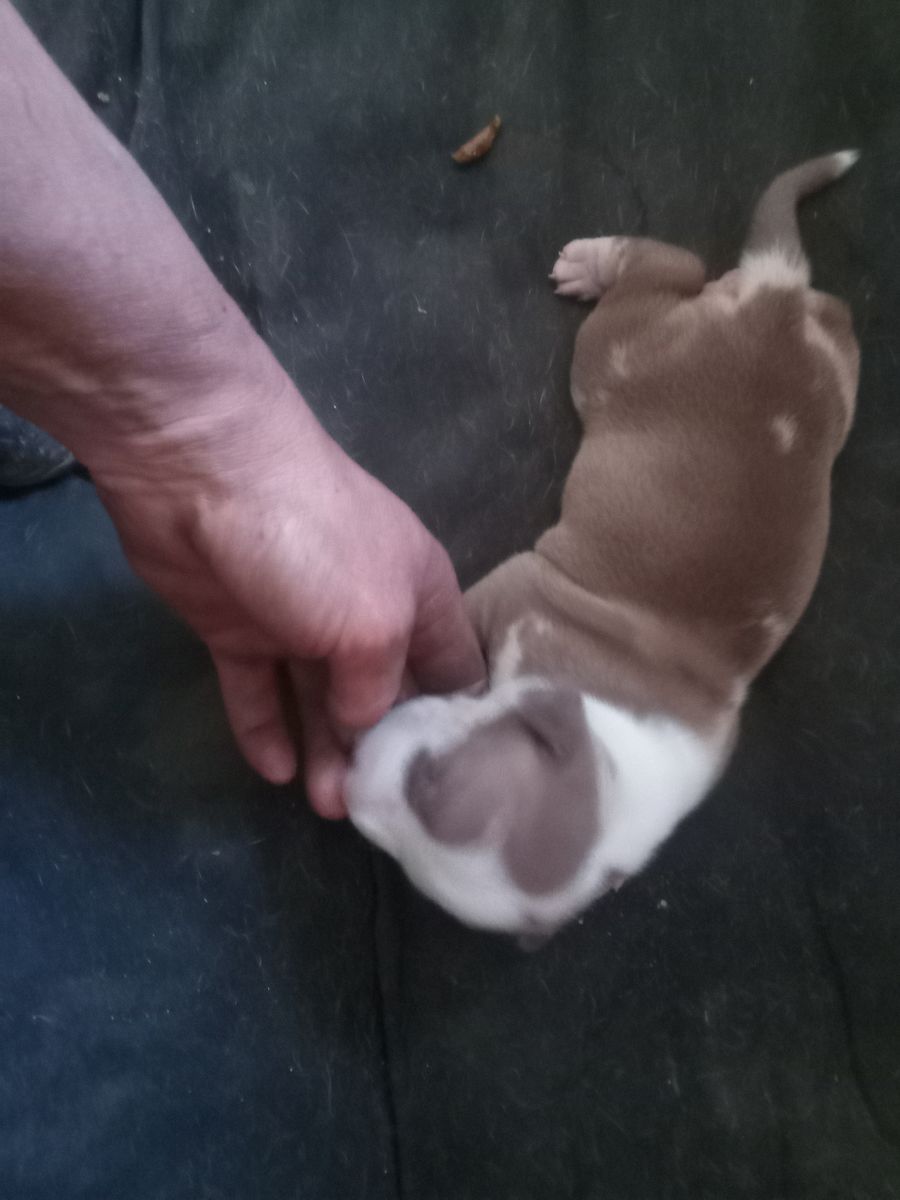 Red Nose Pitbulls(full blooded)