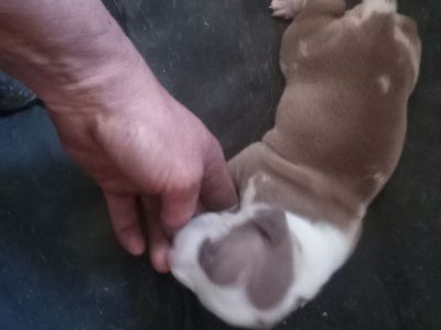 Red Nose Pitbulls(full blooded)