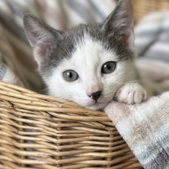 PRICE DROP! Ragdoll Mix Kittens - Handled Daily