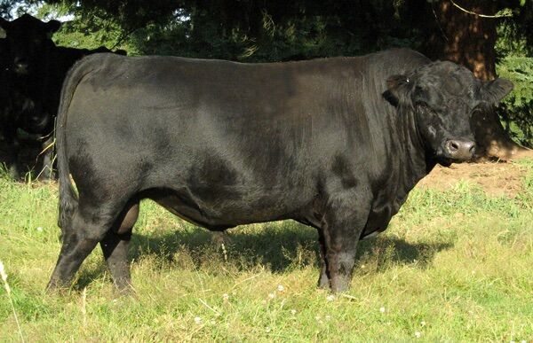 Aberdeen/Lowline Bull Semen