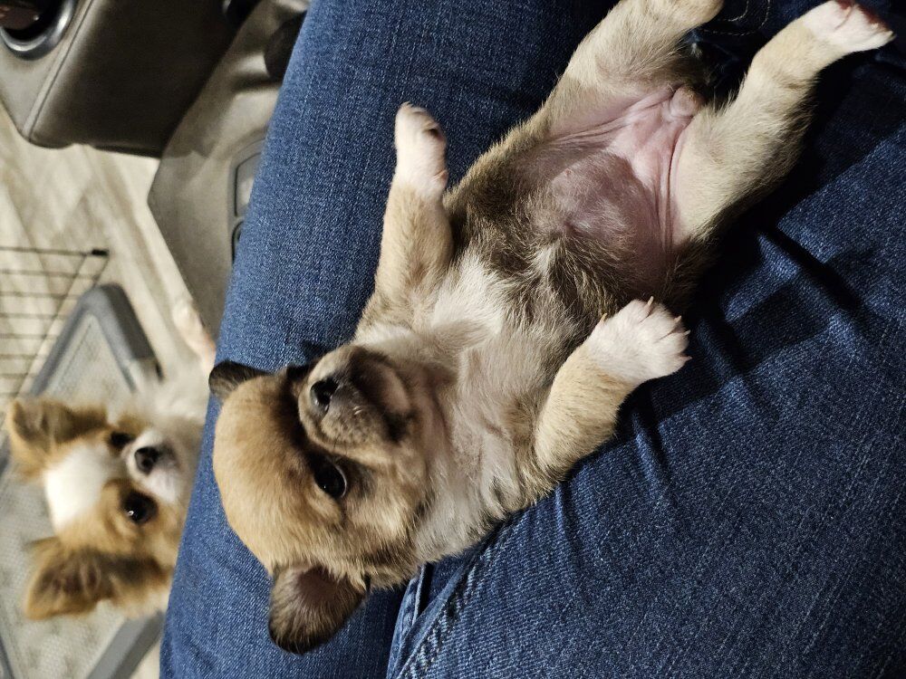 Chihuahuas, baby doll face, apple head