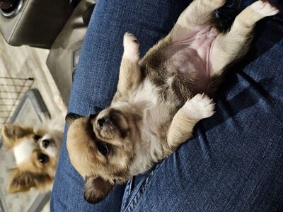 Chihuahuas, baby doll face, apple head