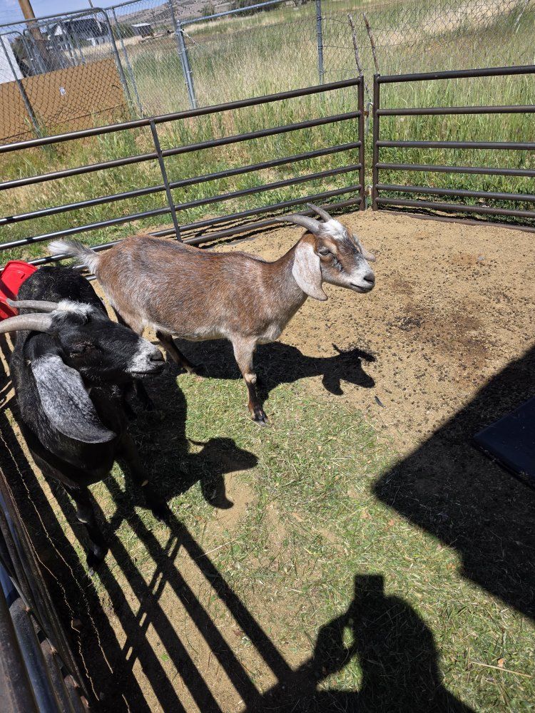 2 year old Nubian Goats (female)