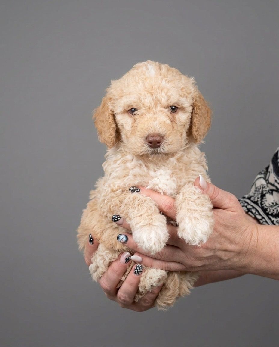 Mini Australian Golden Doodles