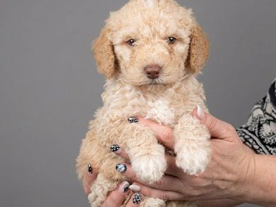 Mini Australian Golden Doodles